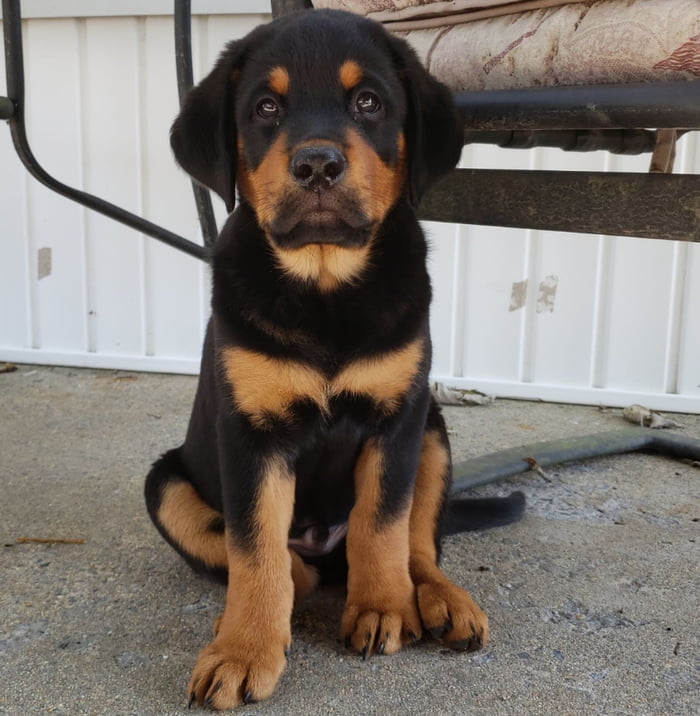 Lab best sale x rottie