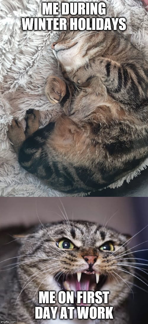 My cat’s breath smells like cat food 9GAG