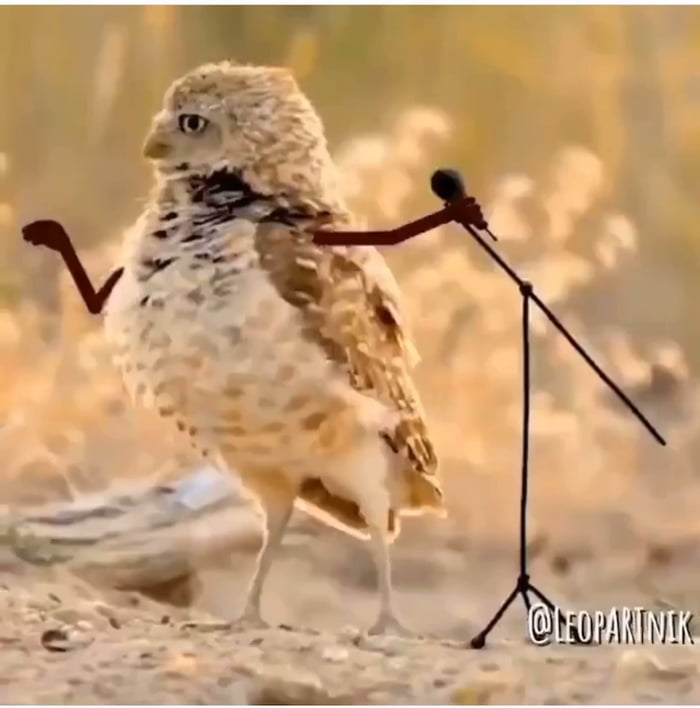 birds-with-arms-9gag