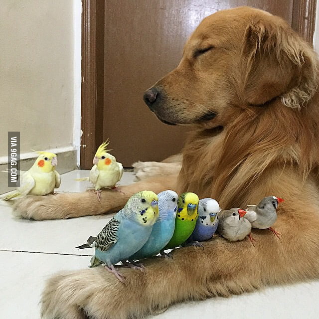 The Softest Tree In The World 9GAG
