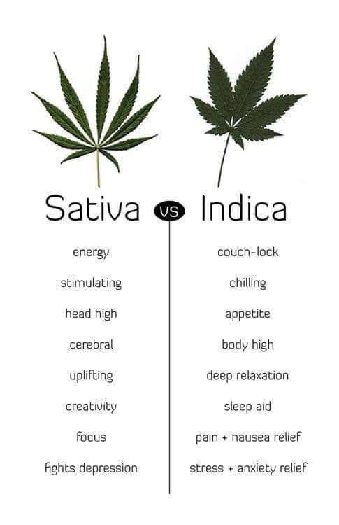 Sativa Vs. Indica - 9GAG