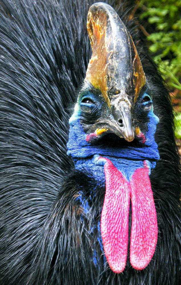 I think this has meme potential. I'd call it uncomfortable cassowary - 9GAG