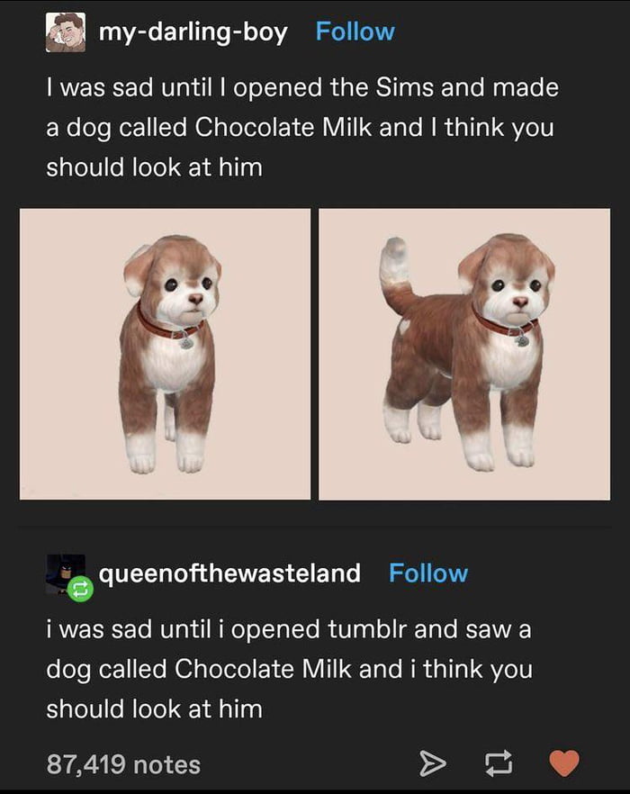 are dogs allowed chocolate milk