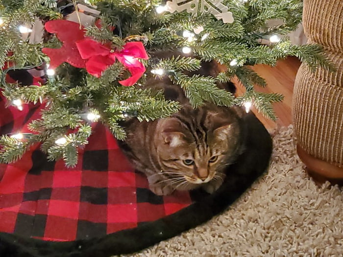 My Kitten Doesn't Always Use The Litter Box at William Slaughter blog