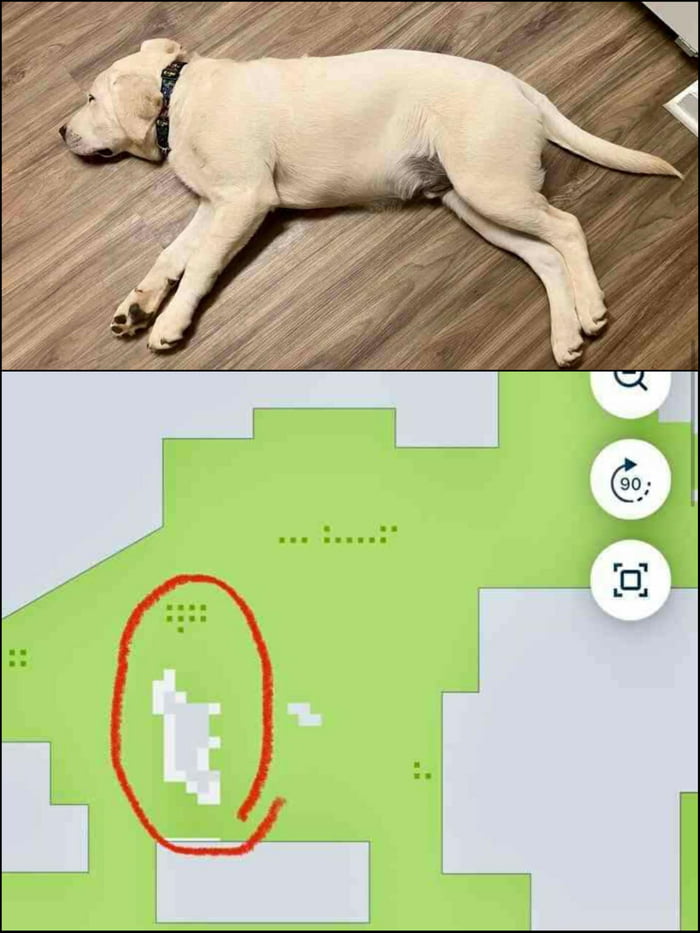 roomba map dog