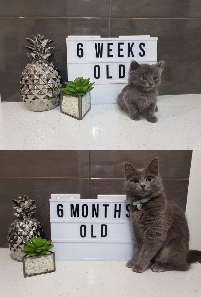 Kitten does a big grow. - 9GAG