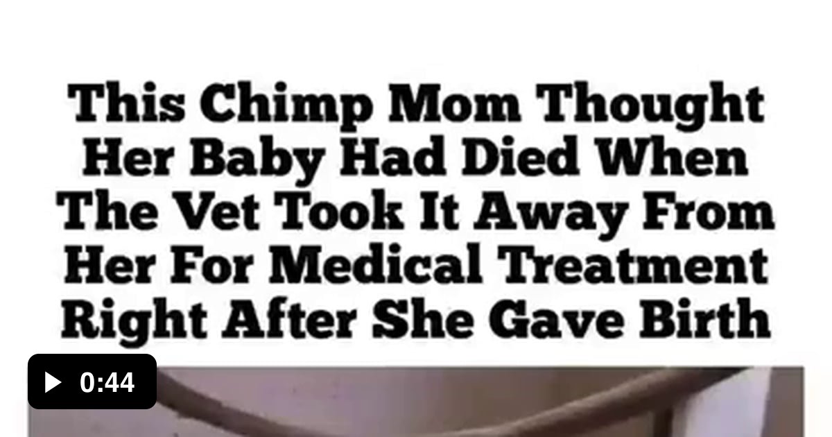 This Chimp mom's reaction when she thought the baby who she taught was