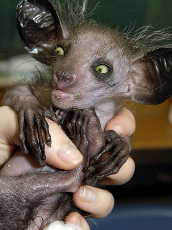 The Aye Aye is a long fingered lemur a strepsirrhine primate and