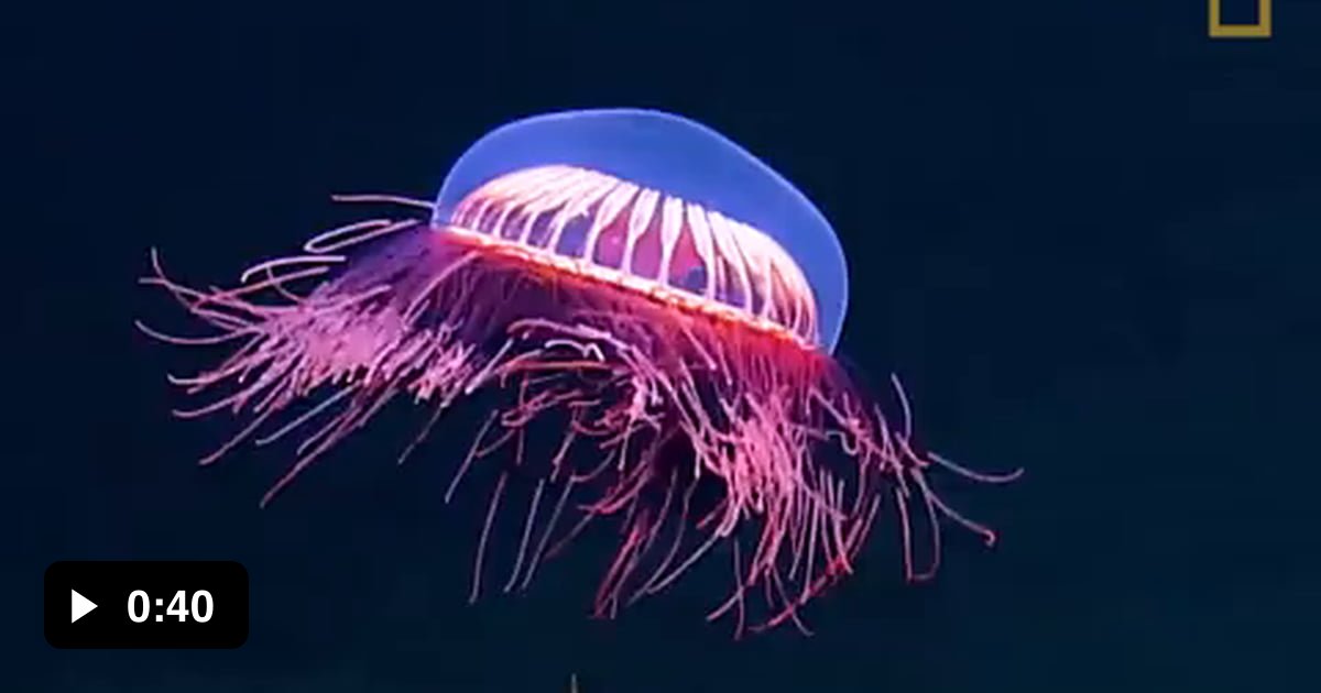 Rare Halitrephes Massi Jelly fish spotted off the coast of California ...