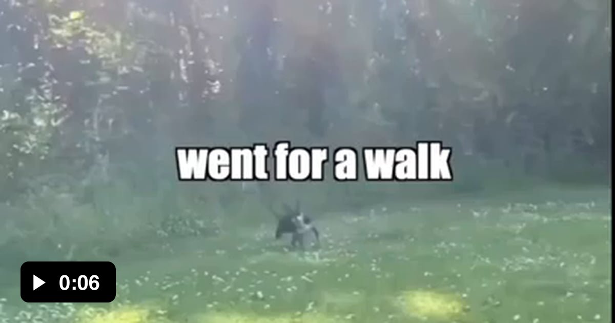 Happiest Dog On Earth KLR Productions 9GAG happiest-dog-on-earth-klr-productions-9gag