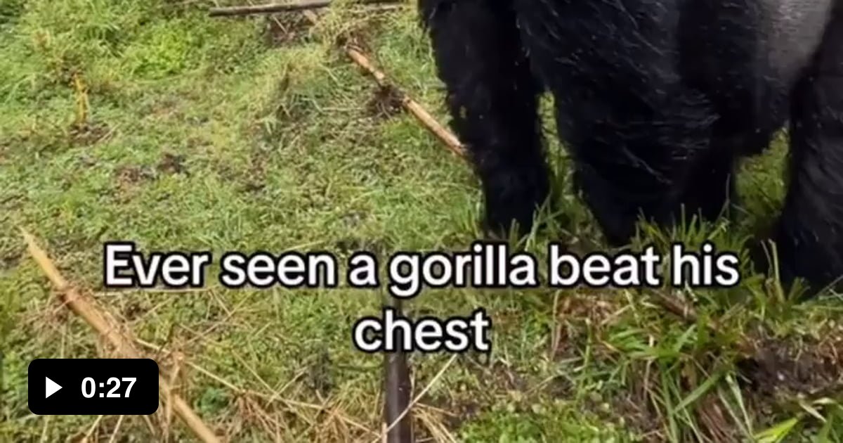 Close Encounter Of A Gorilla Beating His Chest 9GAG   AEqjWEM Ogimage 