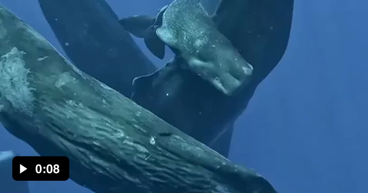 Baby sperm whale trying to wake it's family up with clicks and body ...