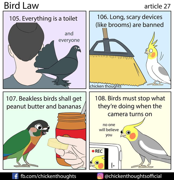 Bird Law article 27 9GAG