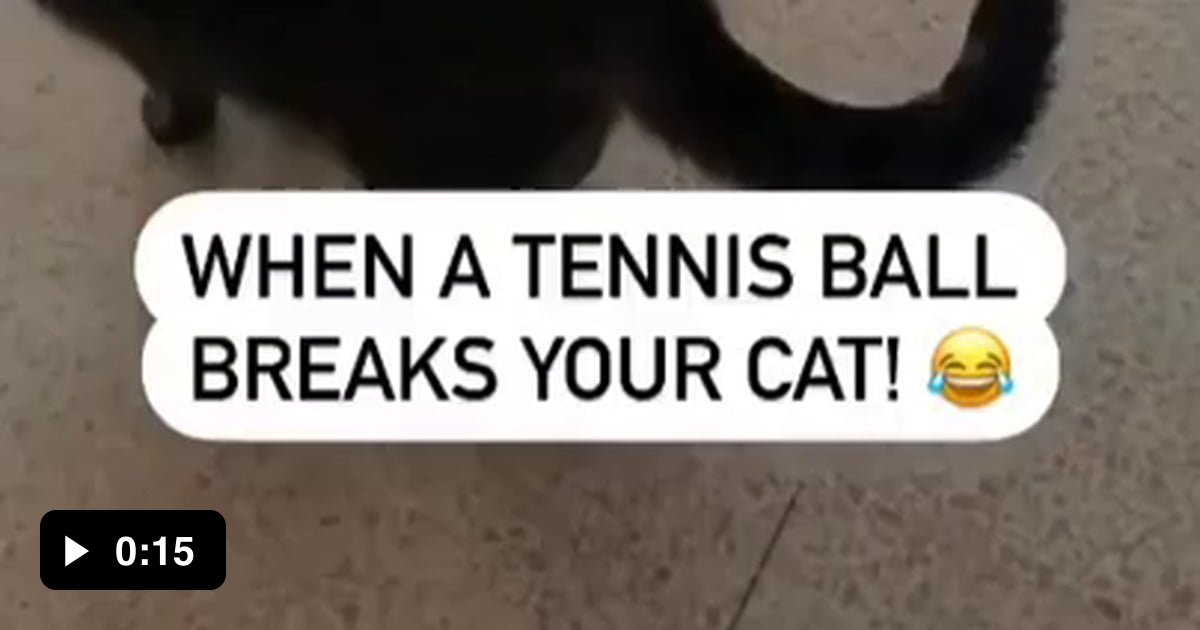 When a tennis ball breaks your cat 9GAG