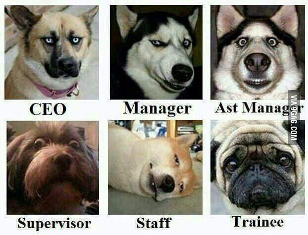 Happy Friday from some working dogs - 9GAG