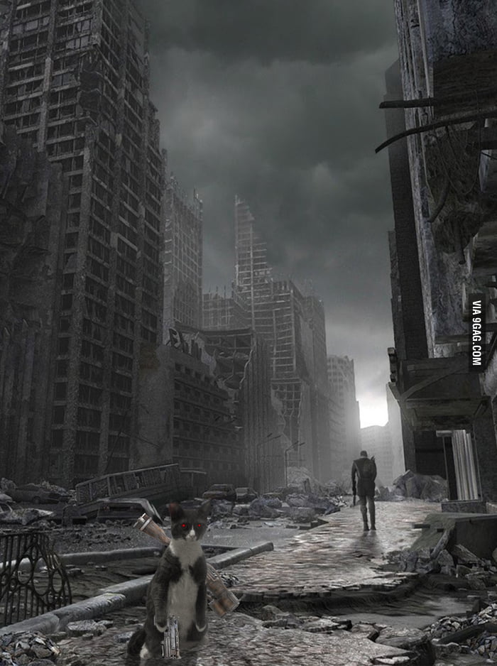 Cat Apocalypse - 9GAG