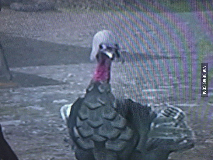 Ladies and gentleman, the Assassin Turkey from AC3 - 9GAG