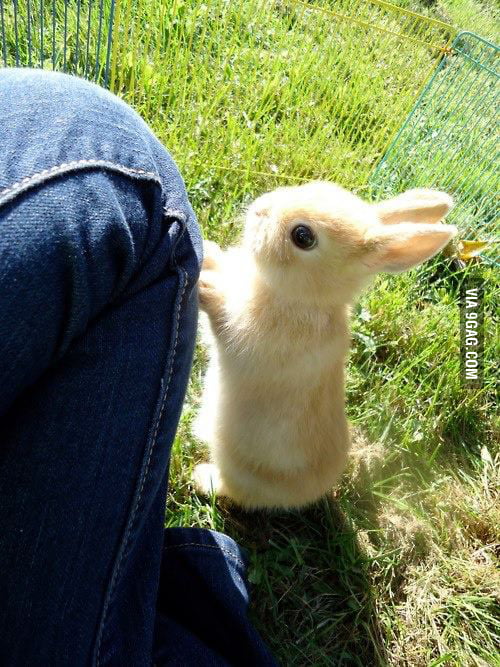 Curious Bunny 9GAG