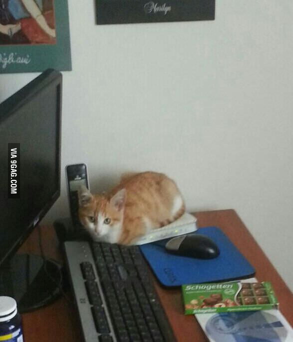 My dad's cat warms himself up on the wifi router - 9GAG