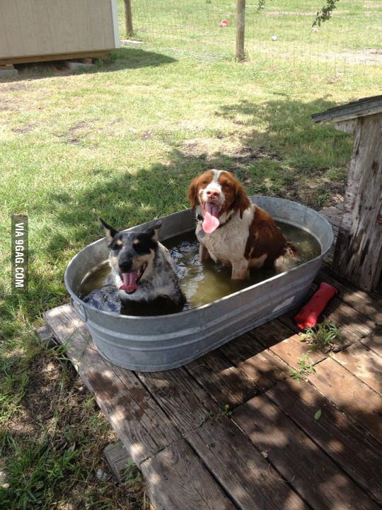 The dog thermometers say it's hot out 9GAG