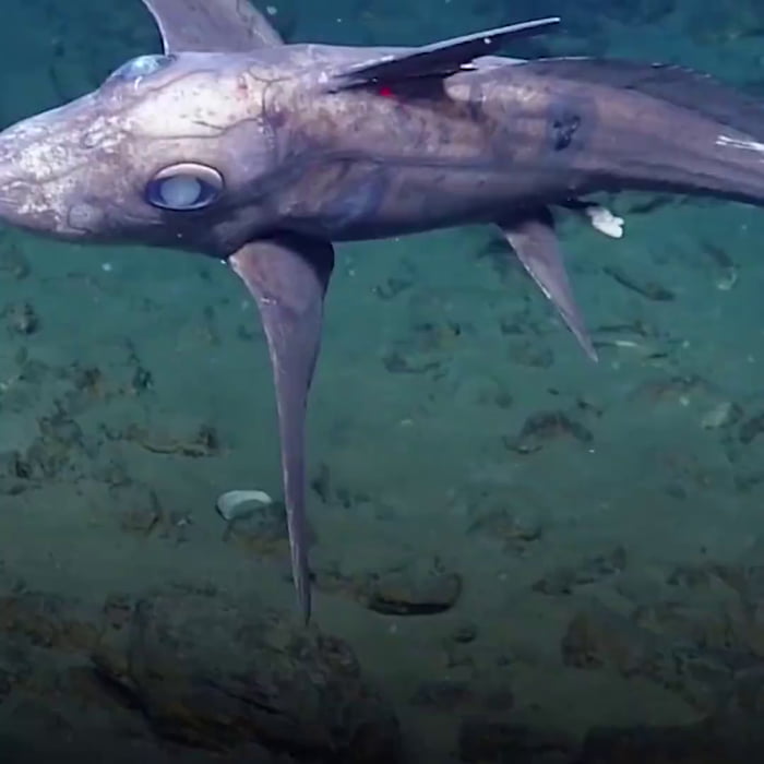 Species of Ghost Shark 9GAG