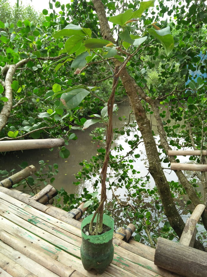 About to plant this beauty later together with the mangroves. - 9GAG