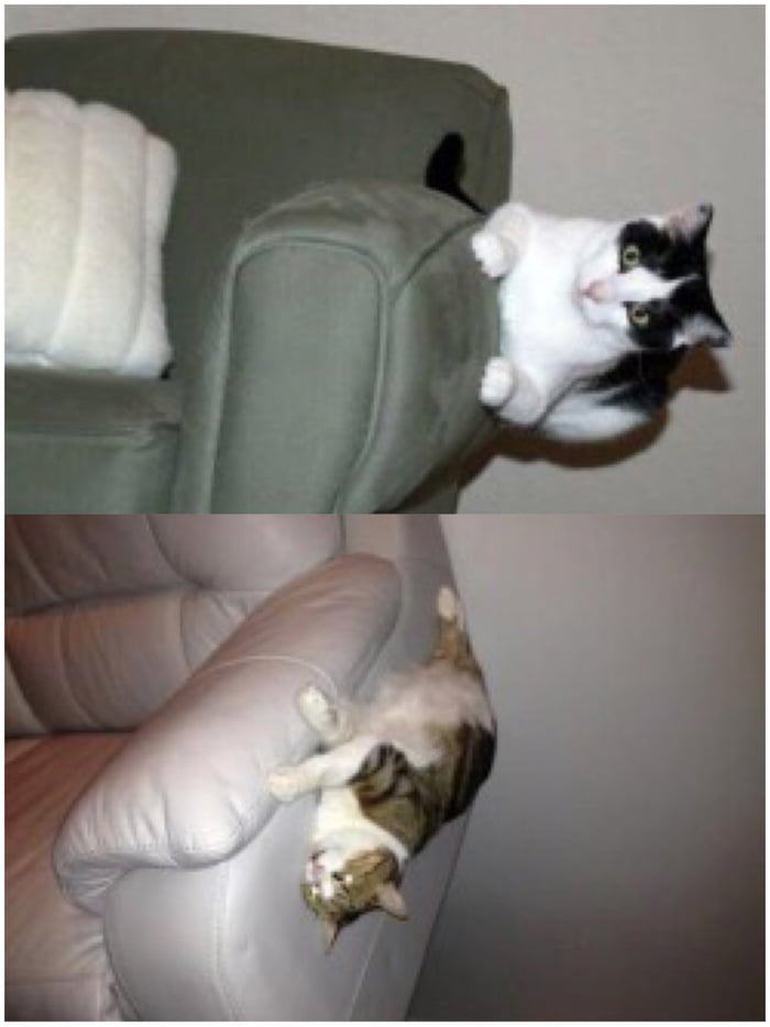 462 points * 11 comments - Cats defying the laws of physics - 9GAG has the ...