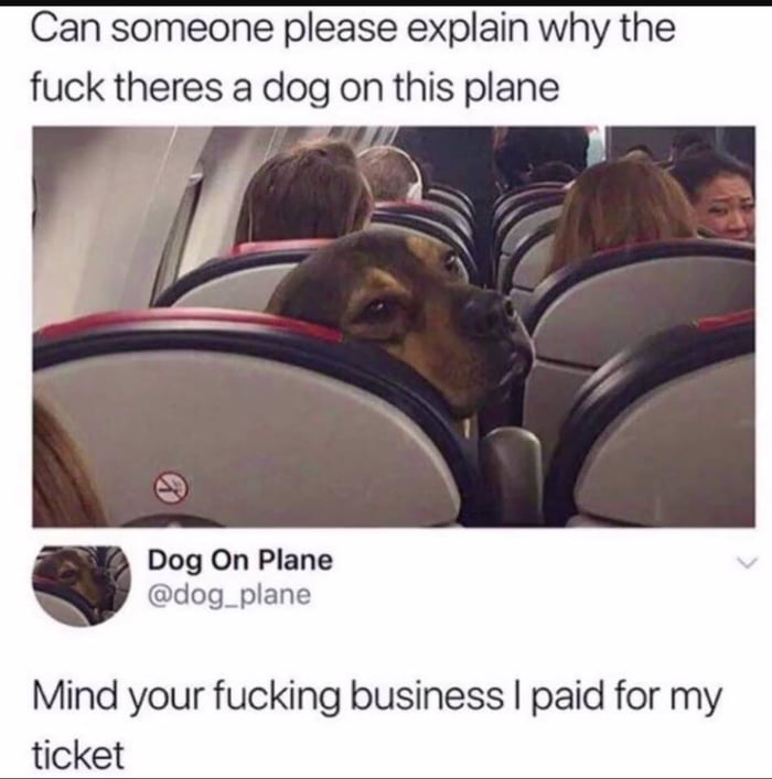 Dog on plane 9GAG