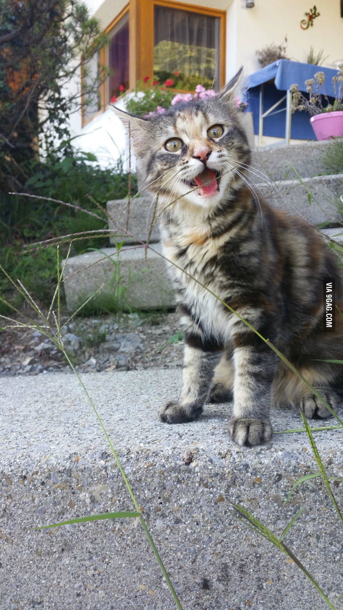 Let my kitten go outside for the first time.. She seems quite happy I