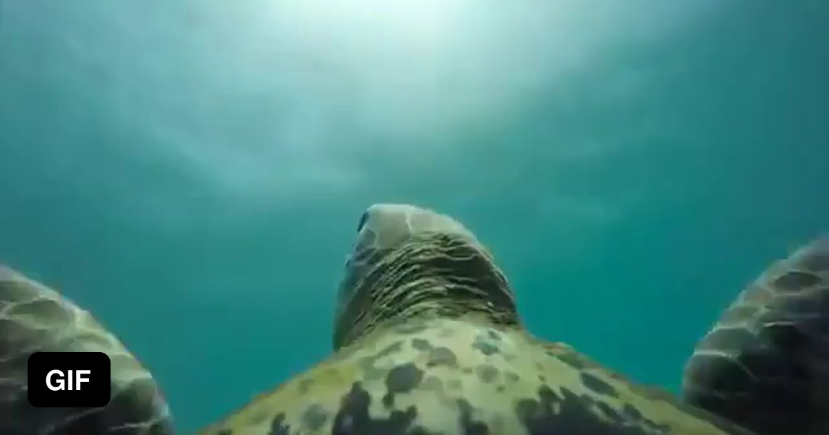Turtle Gopro GoPro mounted on a sea turtle. - 9GAG
