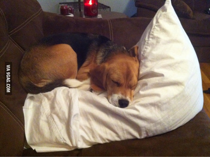 I leave the couch for 1 second... 9GAG