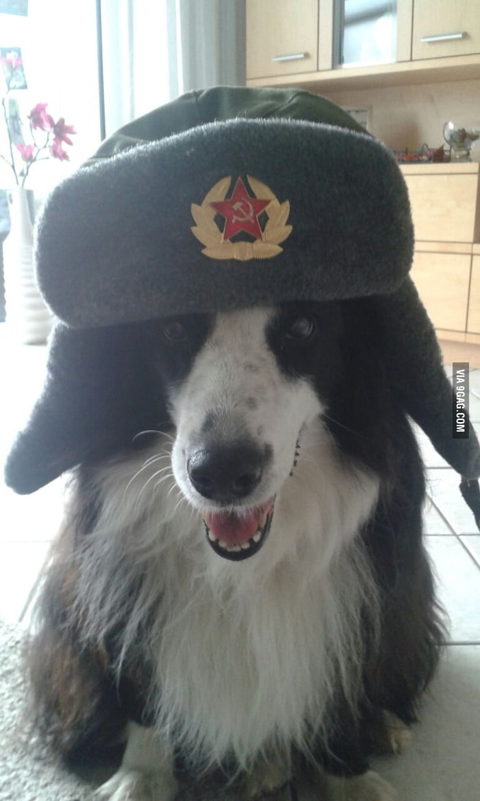 Dog with 2025 soviet hat