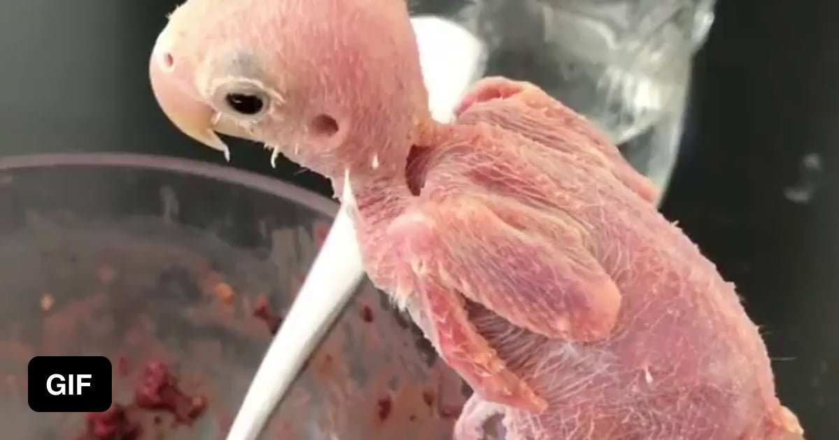 A bird without its feathers 9GAG