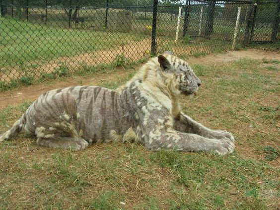If You Ve Never Seen A Tiger Without Fur Heres One And Yes The Skin Has Stripes Too 9gag
