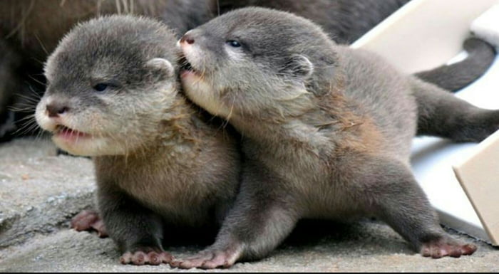 My heart is melting. just google naked otters and view the pictures - 9GAG