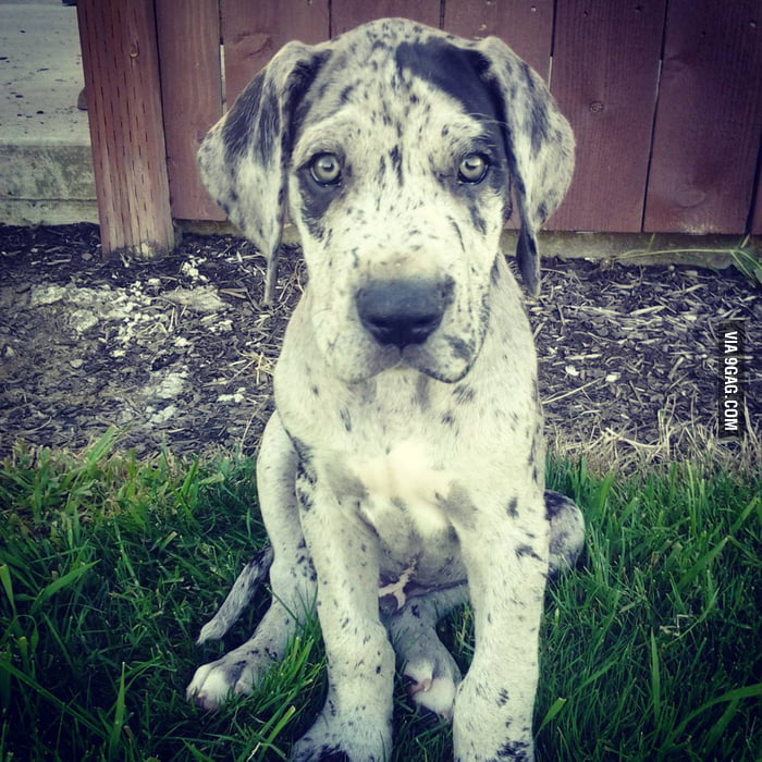 My 3 month year old Great Dane puppy. - 9GAG