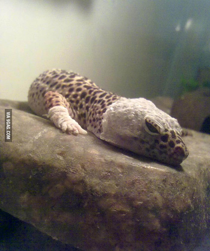 My gecko is shedding and at this moment he looks like a mexican ...