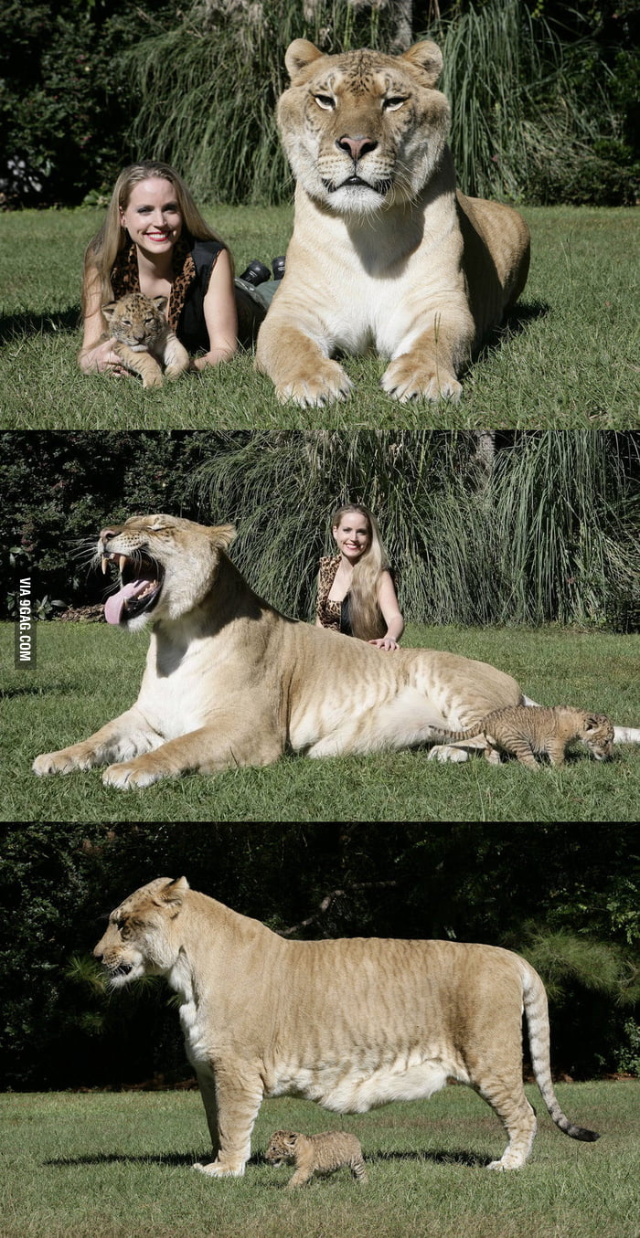 world largest liger
