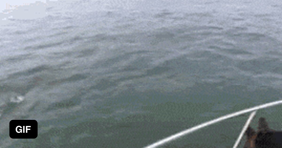 Dog jumps in to swim with dolphins 9GAG