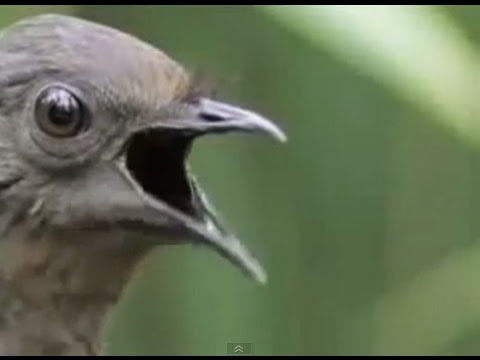 This Bird Can Copy The Sound Of Everything - 9GAG