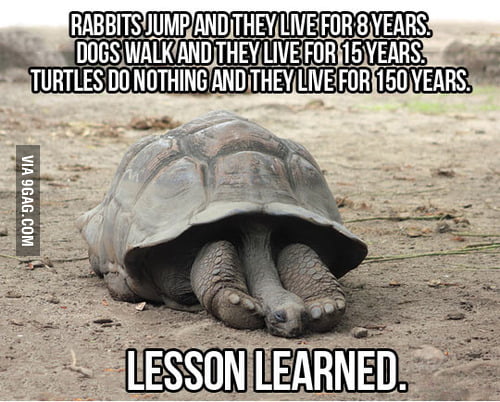 Wisdom of Turtles - 9GAG