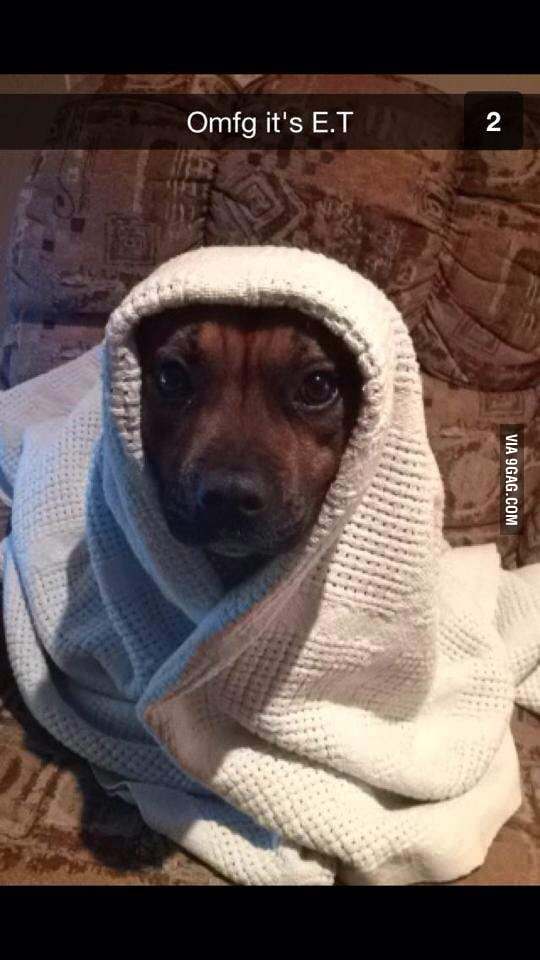 I think my dog is E.T 9GAG