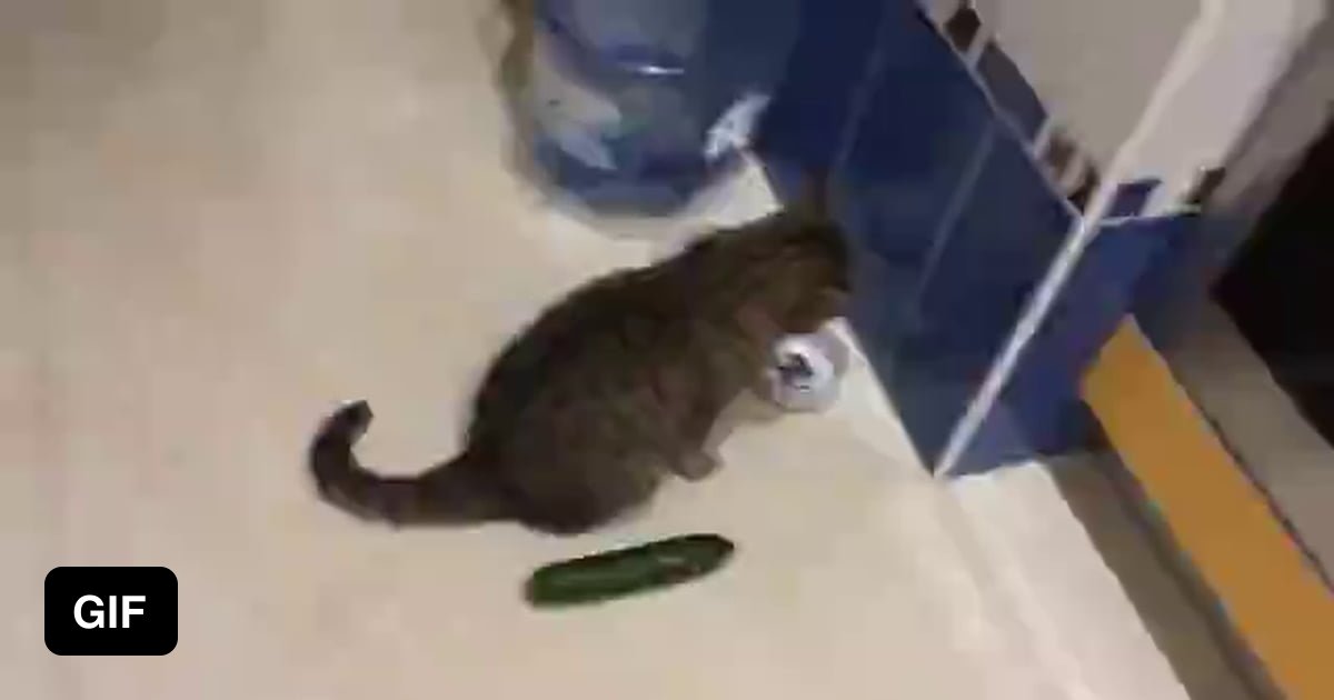 Cats vs Cucumbers 9GAG