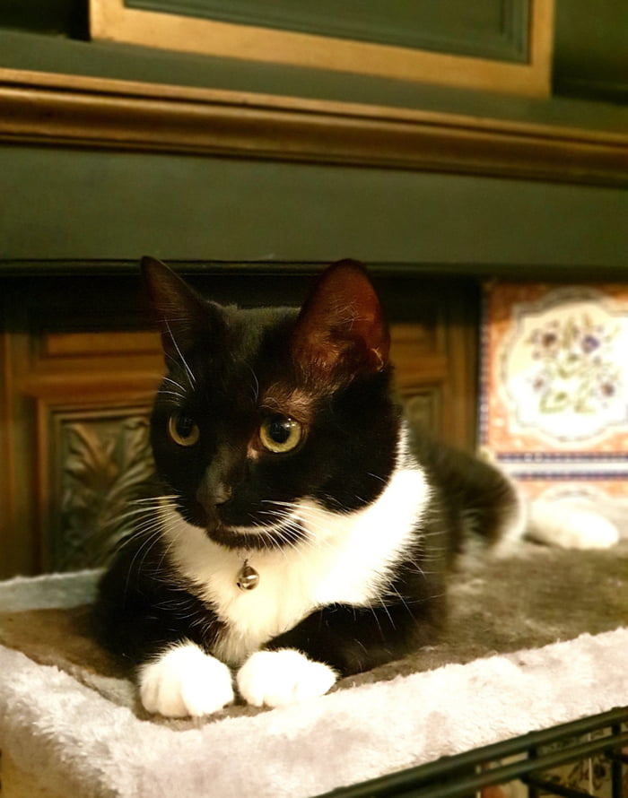 My cat, Porridge. 9GAG