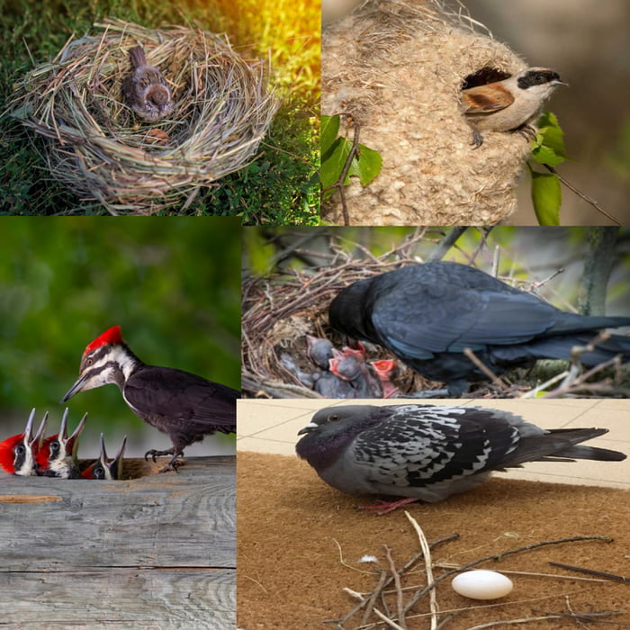 Some Of The Most Impressive Nest Builders 9GAG