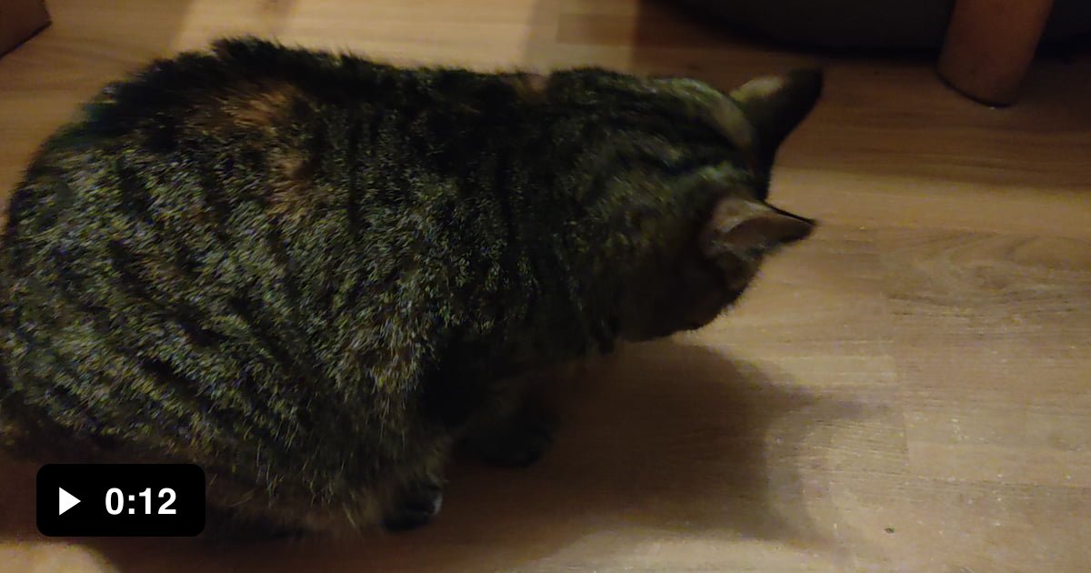 Have you ever seen a Cat just taking her meds Like that? 9GAG