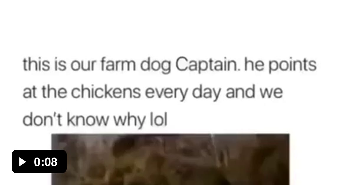 Chickens 9gag 