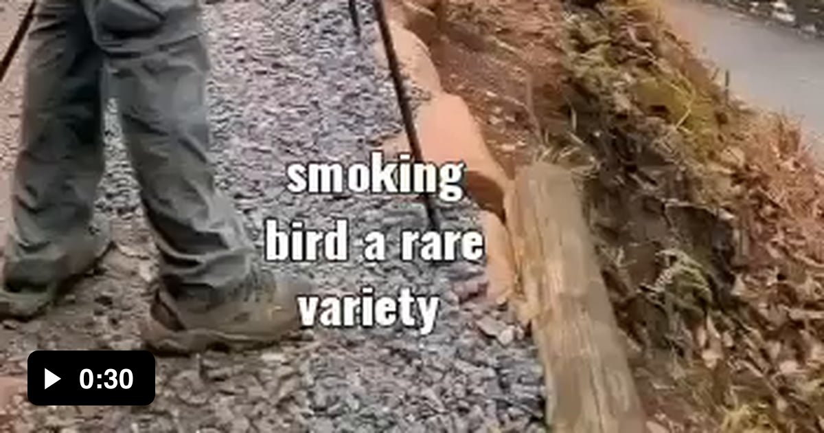 Smoking bird 9GAG