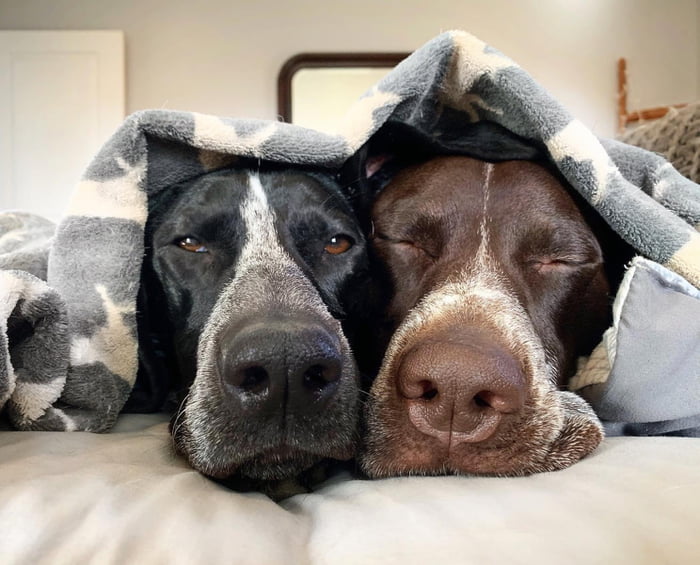 Best buddies napping - 9GAG