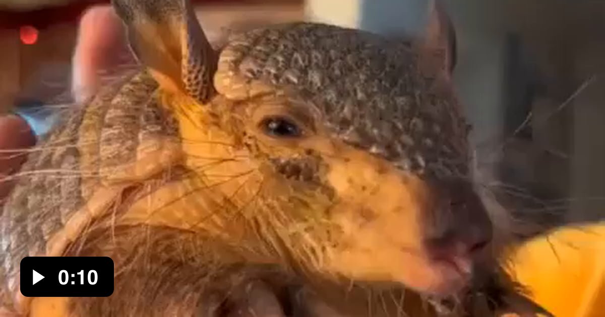 What Sound Does The Armadillo Make at Helen Sheldon blog